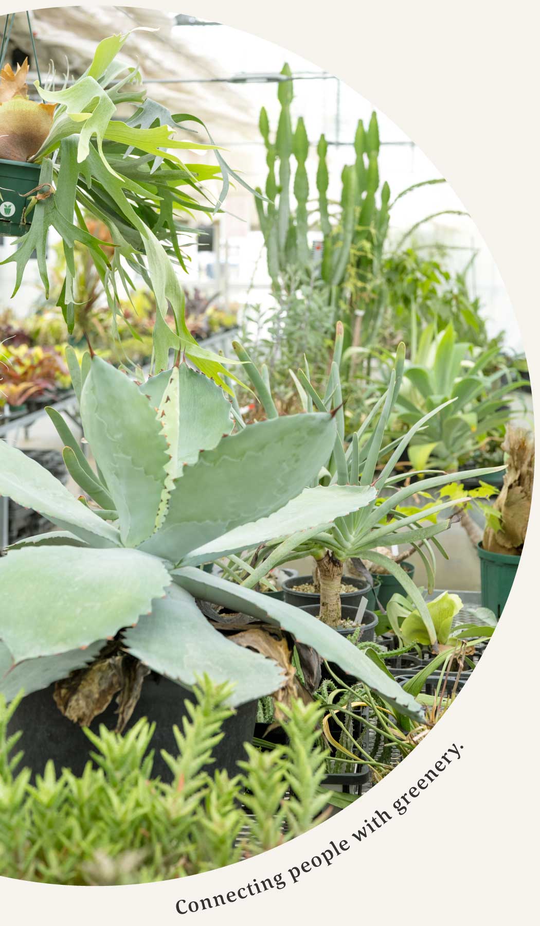 店内植物のディスプレイ