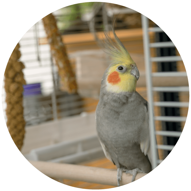 オカメインコのいとうくん