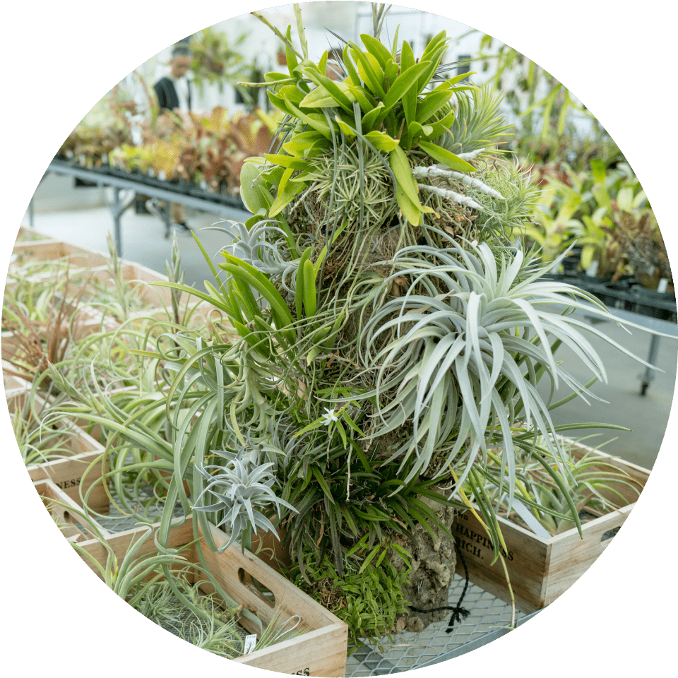 チランジアコーナー